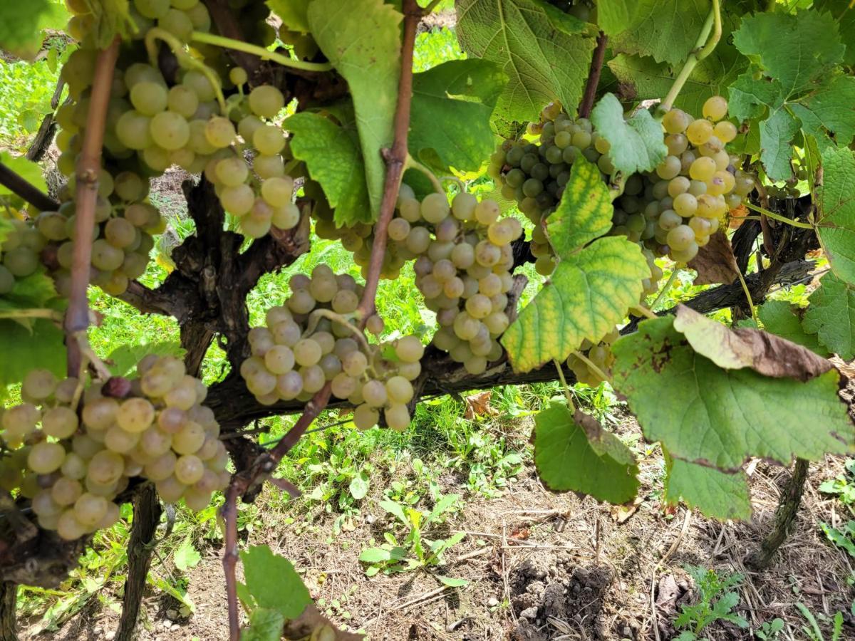 Fantastic View Vineyard Beskid Mountains Gruszow (Lesser Poland) Exterior foto