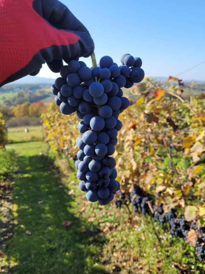 Fantastic View Vineyard Beskid Mountains Gruszow (Lesser Poland) Exterior foto